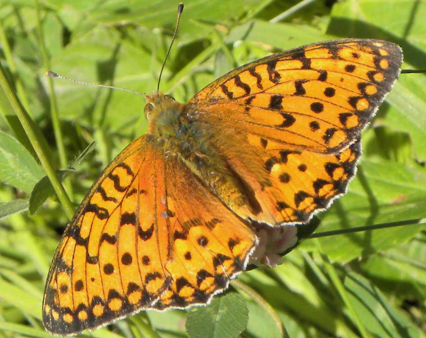 identificazione farfalla